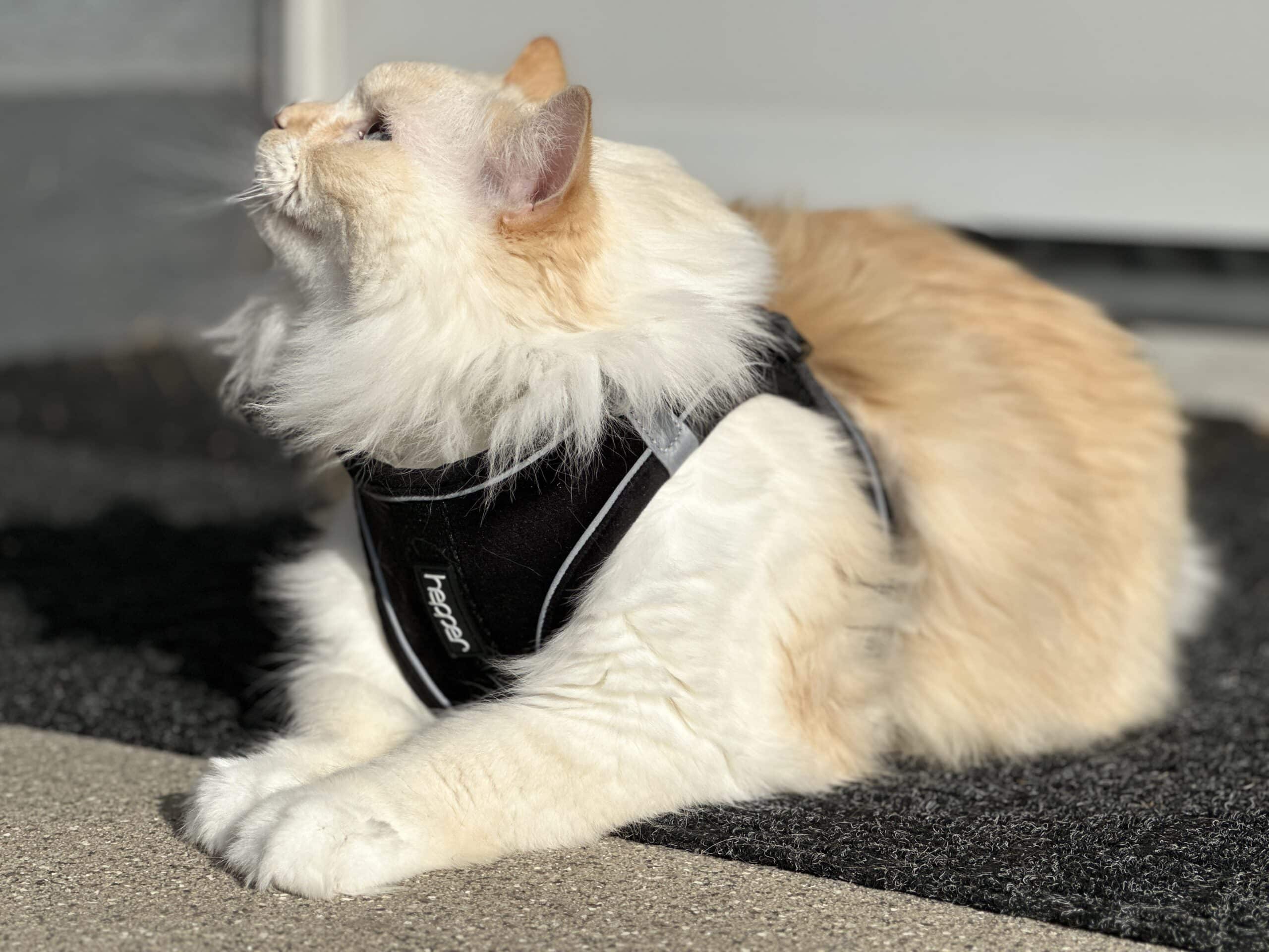 How to Harness Train a Cat: 6 Vet-Approved Tips & FAQ