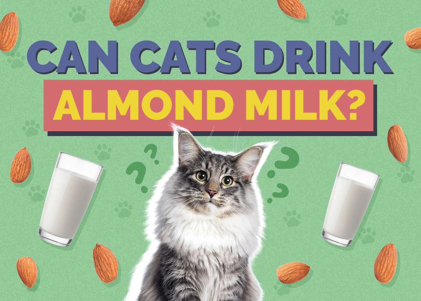 Can Cats Drink Almond Milk? Vet-Reviewed Facts to Know