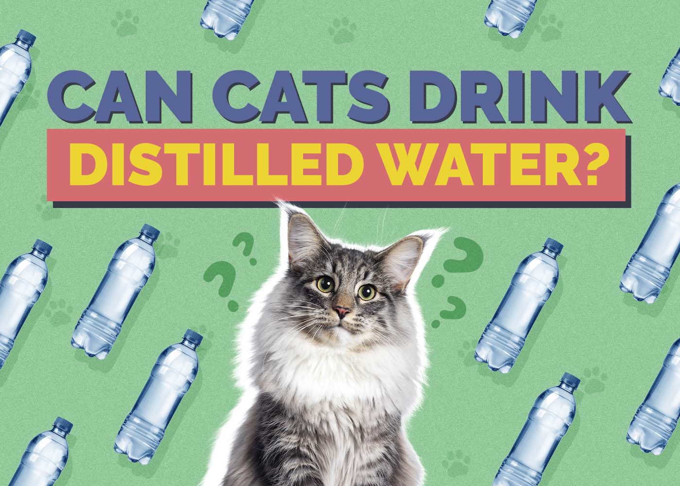 Can Cats Drink Distilled Water? Vet-Reviewed Facts to Know