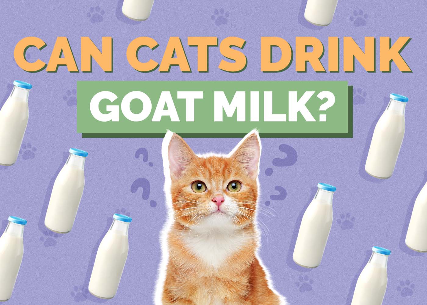 Can Cats Drink Goat Milk? Vet-Reviewed Facts & FAQ