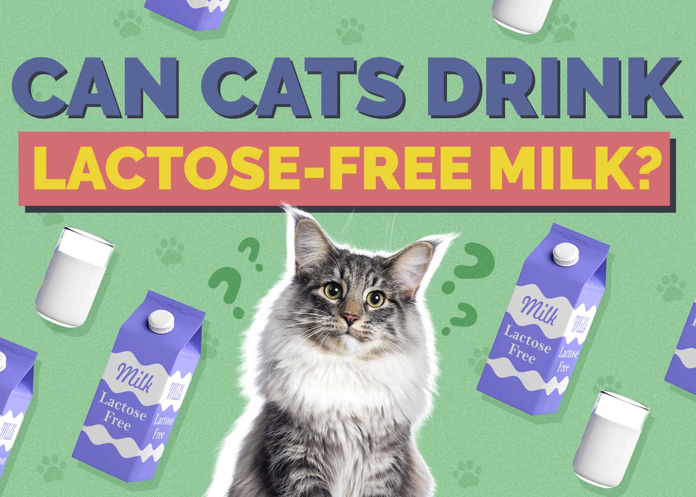 Can Cats Drink Lactose-Free Milk? Vet-Reviewed Info to Know