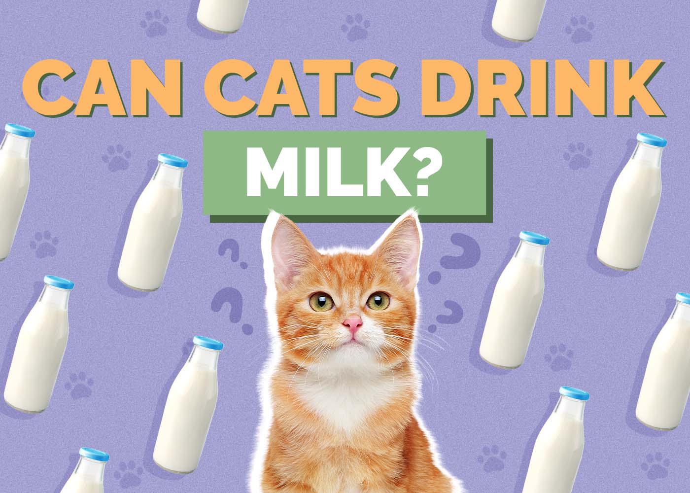 Can Cats Drink Milk? Vet-Reviewed Facts, Risks & Precautions