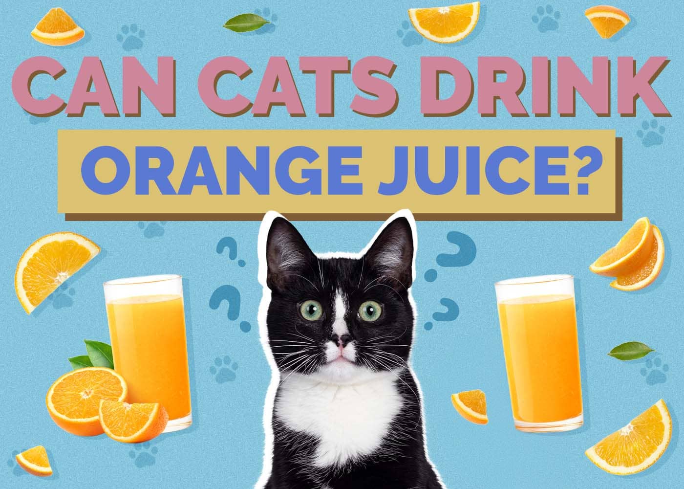 Can Cats Drink Orange Juice? Vet-Approved Facts & Tips