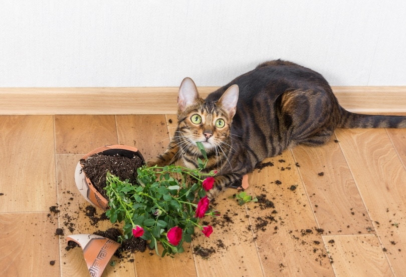 Do Cats Feel Remorse or Guilt? Feline Emotions Explained