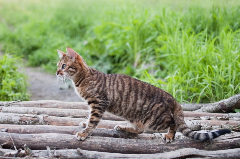 6 Incredible Toyger Cat Colors & Patterns (With Info & Pictures)