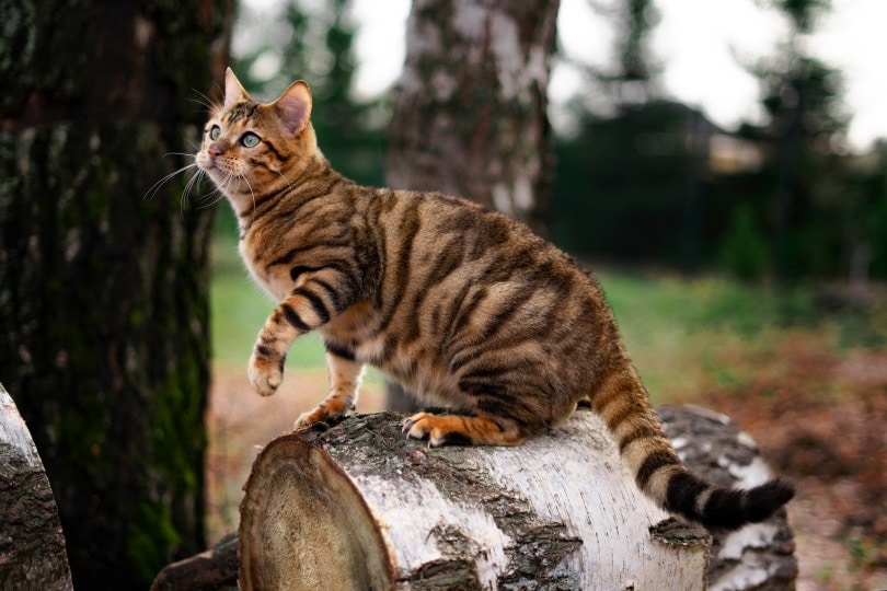 How Much Does a Toyger Cat Cost? 2026 Price Guide