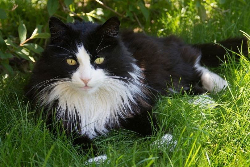 Why Do Cats Purr? Feline Facts