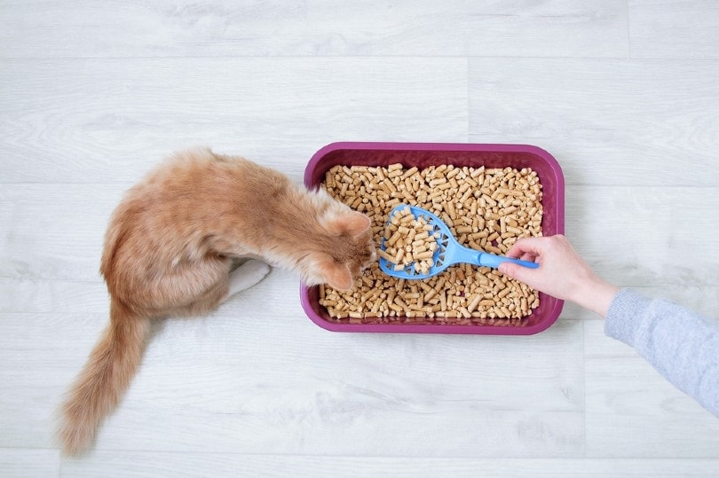 6 Best Natural Cat Litters - 2026 Recommendations & Reviews