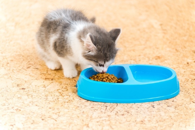 6 Best Kitten Foods in Australia — 2026 Reviews & Top Picks