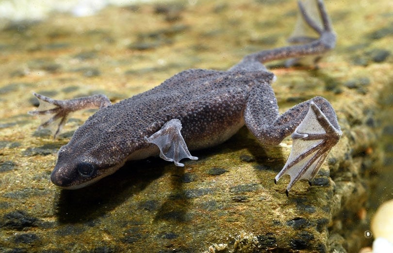 african dwarf frog