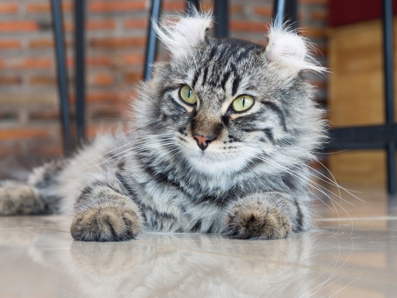 9 Cat Breeds with Curled Ears (With Info & Pictures)