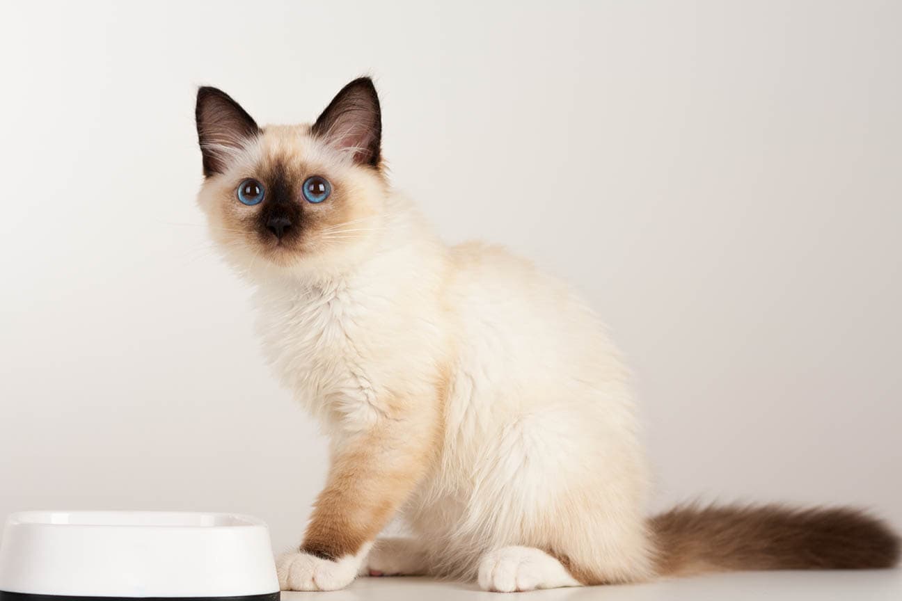 Birman cat eating
