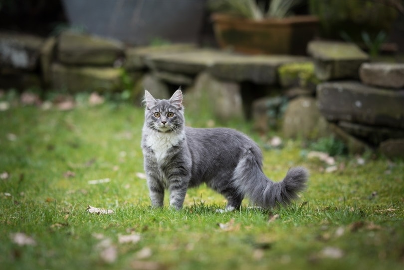 15 Cats With Curly Tails (With Info & Pictures)