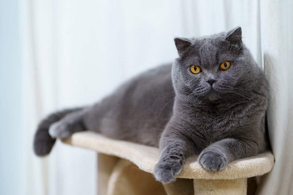 9 Best Cat Trees for Multiple Cats in 2026 - Reviews & Top Picks
