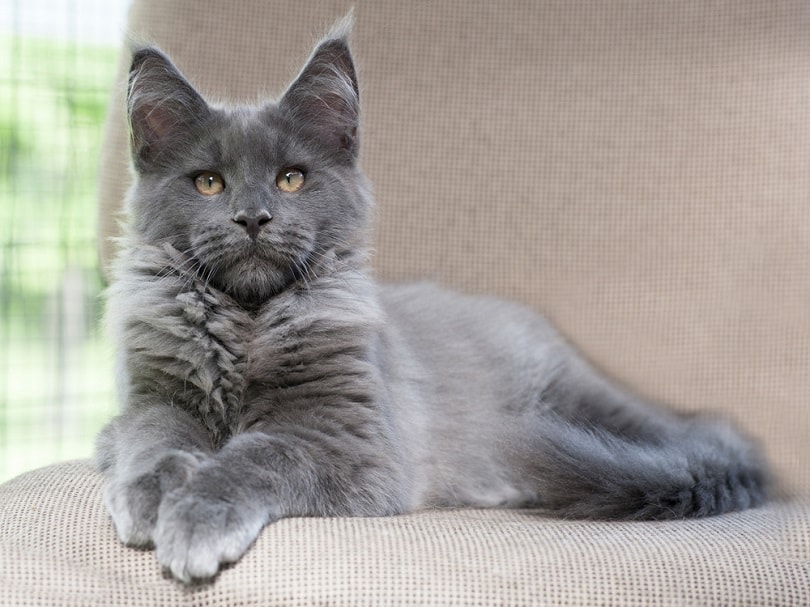 Are Maine Coon Cats Hypoallergenic? Vet-Approved Allergy Facts & Prevention Tips