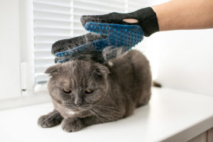 5 Best Cat Grooming Gloves in 2026 - Reviews & Top Picks