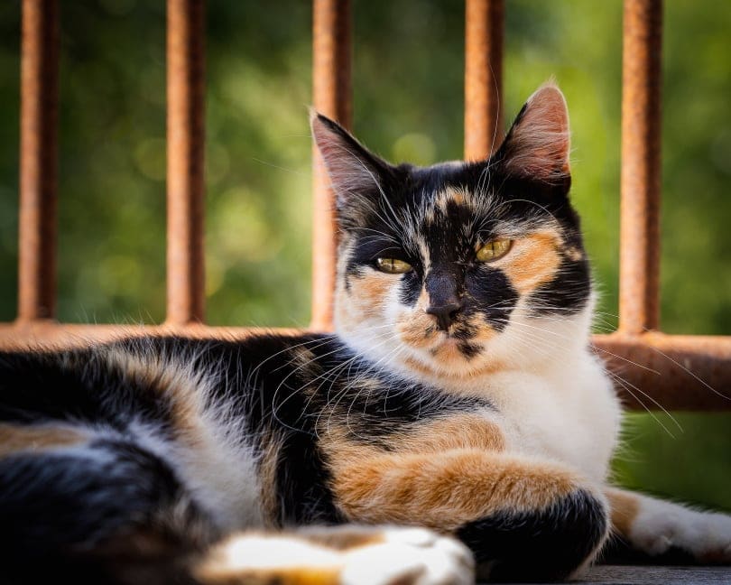 How Much Does a Calico Cat Cost? 2026 Price Guide