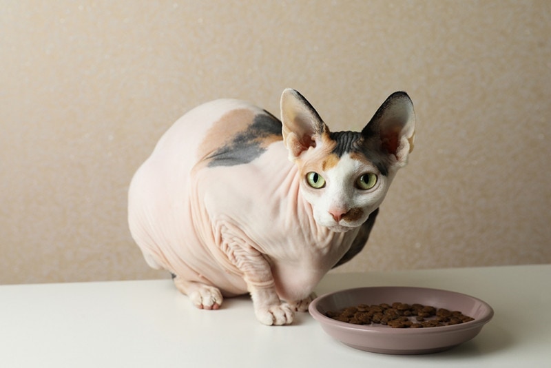 12 Surprising Sphynx Cat Facts