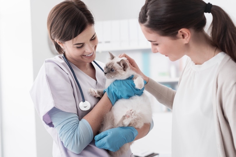 How Much Does A Cat DNA Test Cost? 2026 Price Guide