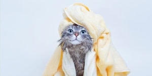 10 Best Flea Shampoos for Cats - 2026 Reviews & Top Picks