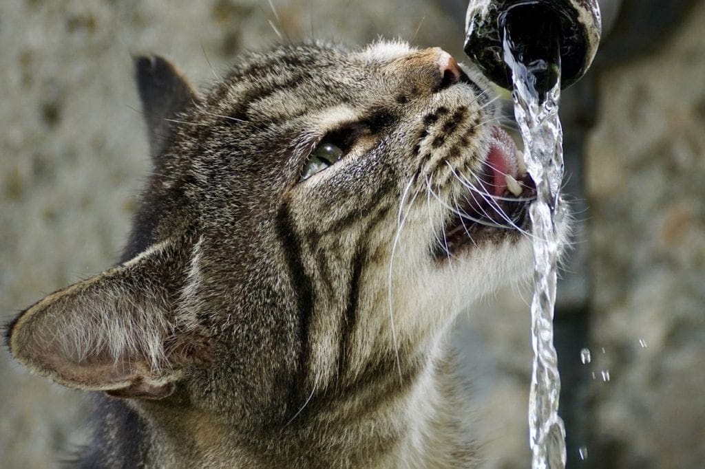 Why Do Cats Like Running Water? 4 Vet-Verified Reasons