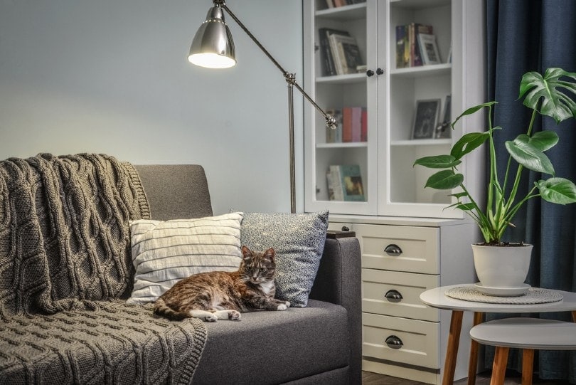 What Are the Best Couch & Furniture Materials for Cats? 3 Options