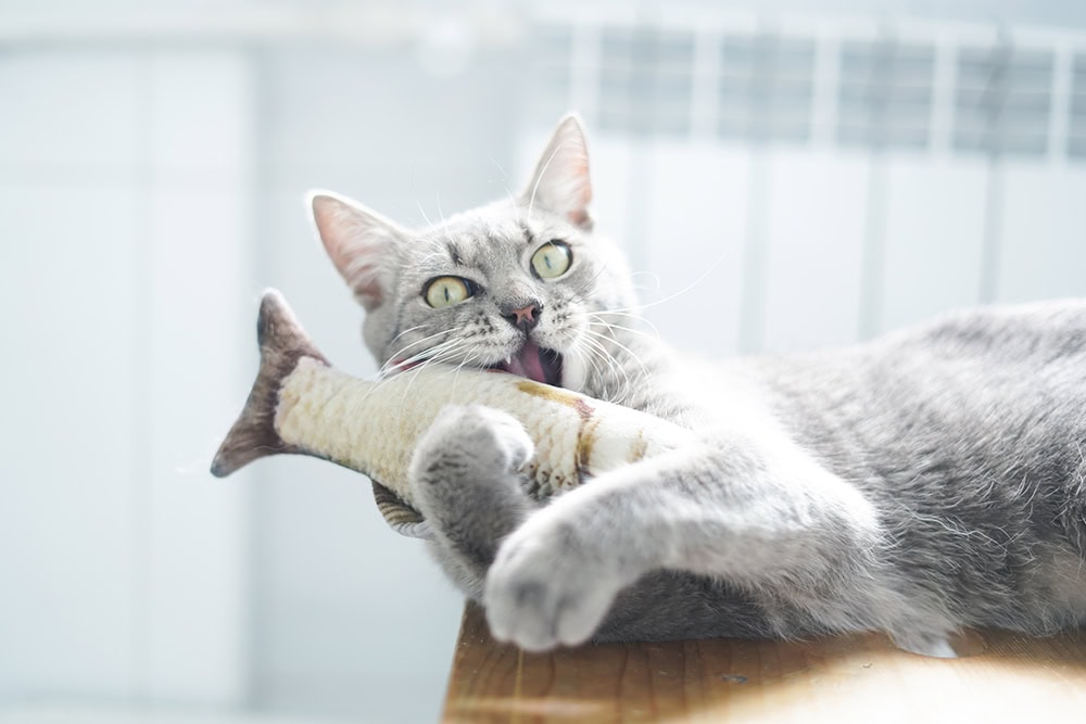 10 Best Interactive and Electronic Cat Toys - 2026 Reviews & Top Picks