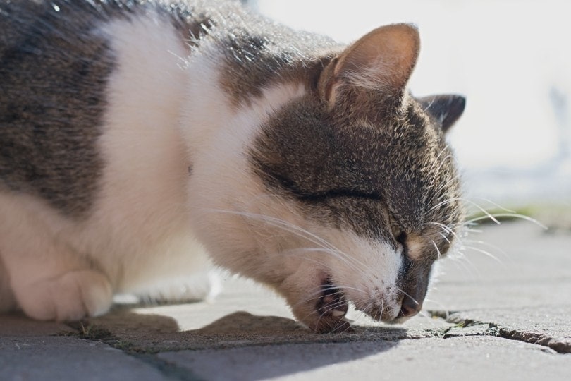 Why Does My Cat Throw Up After Drinking Water? 2 Vet-Reviewed Reasons