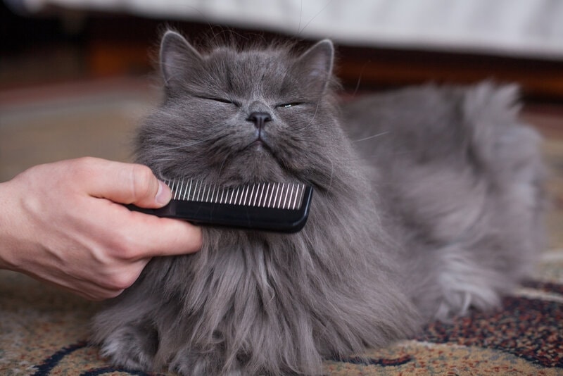 The Human's Guide to Cat Hair: Types, Lengths & More
