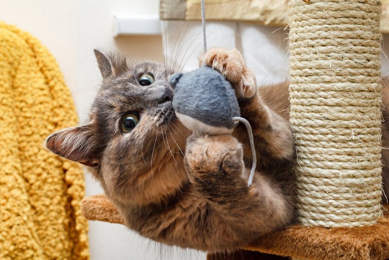 Why Is Play Important for My Cat? 5 Vet-Verified Reasons