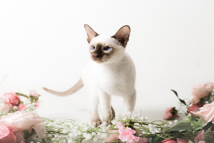 Chocolate Point Siamese: Info, Pictures, Origin & History