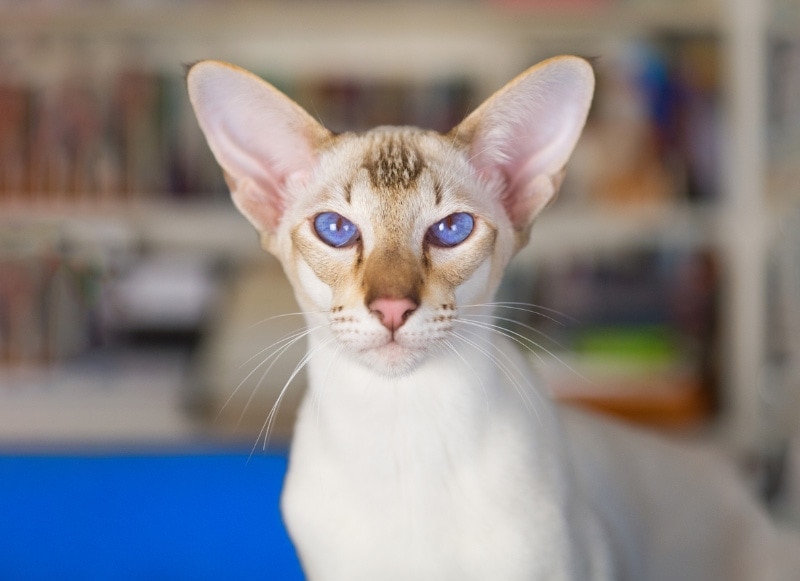 What Is Henry’s Pocket? Vet-Verified Feline Anatomy Facts & Mysteries