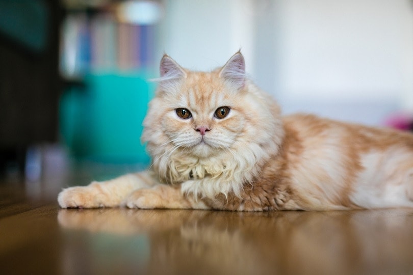 10 Surprising Persian Cat Facts You Need to Know