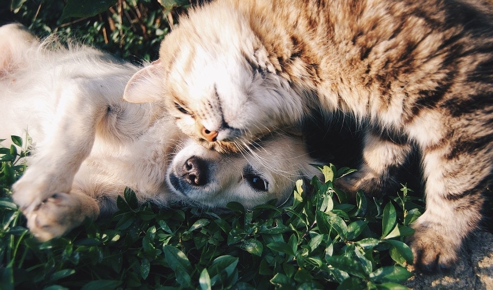 10 Tips to Make Cats & Dogs Get Along