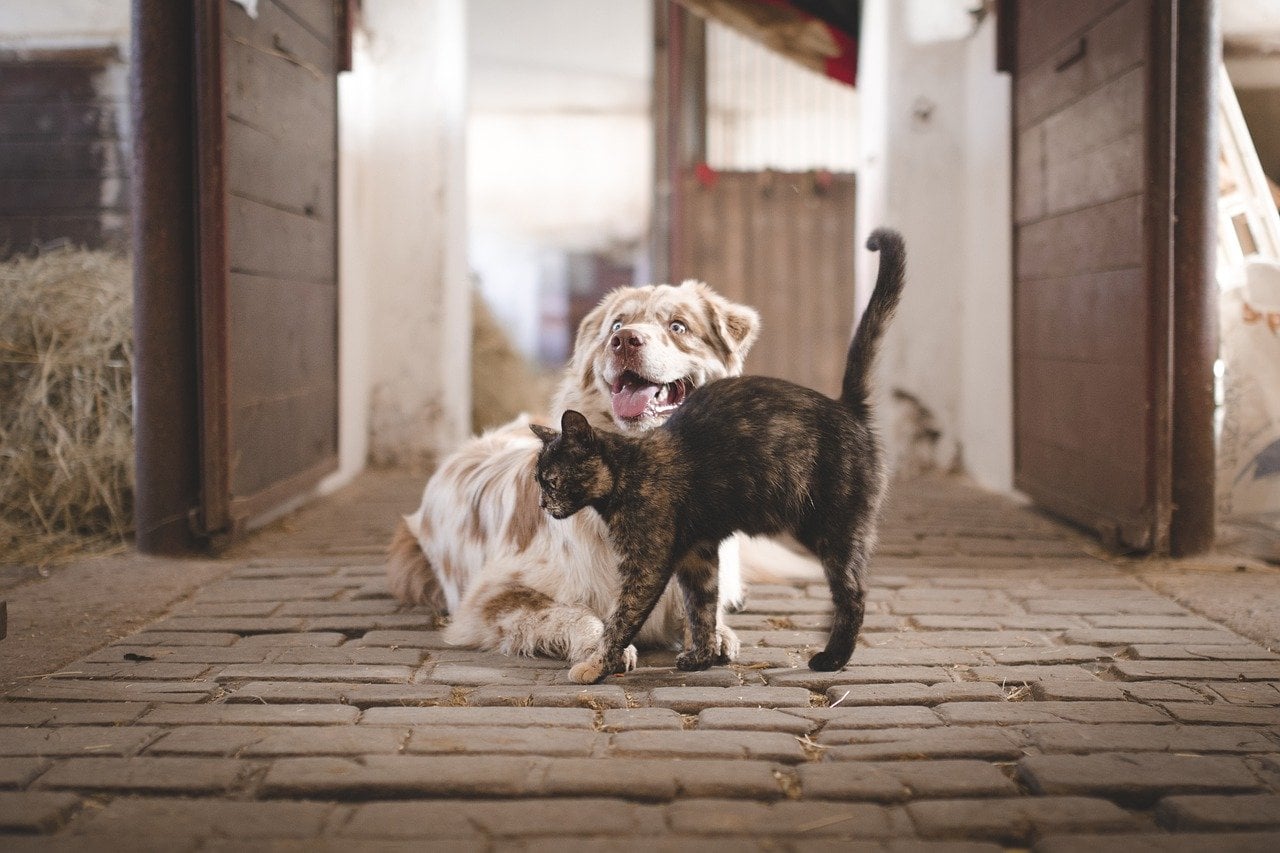 Can Dogs Be Allergic to Cats? Facts & Health Tips (Vet Answer)