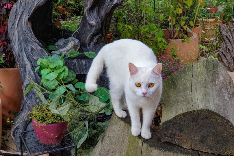 How Long Do Domestic Shorthair Cats Live? Average Lifespan, Data & Care