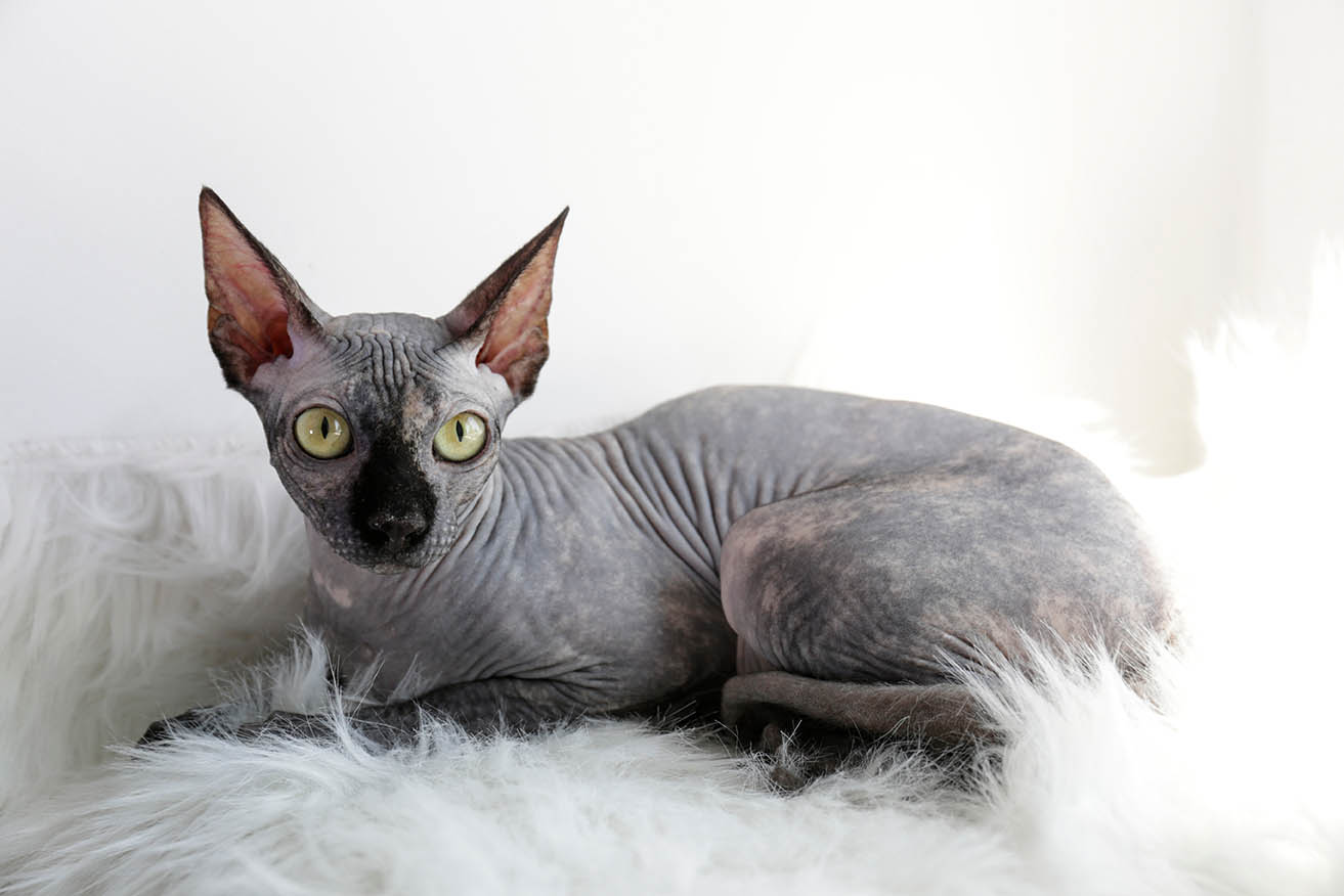 Are Sphynx Cats Hypoallergenic? Vet-Reviewed Facts & Tips
