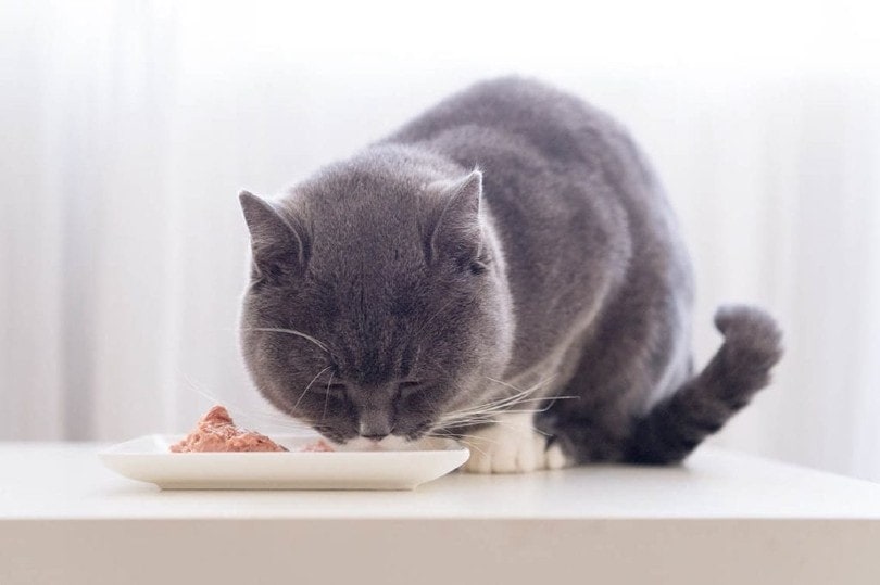 Are Cats Obligate Carnivores? Vet-Approved Facts & Recommendations