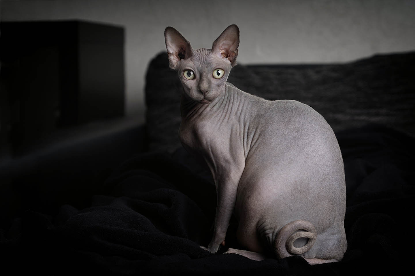 15 Cool Cat Breeds: Unique & Beautiful Cats (With Info & Pictures)