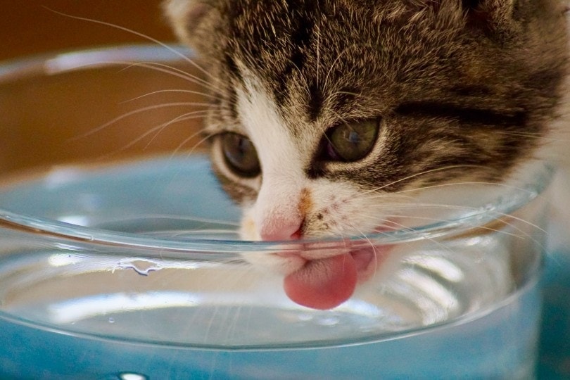 How Much Water Does a Kitten Need? Vet-Approved Needs & Healthy Tips