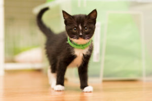 7 Best Flea Collars for Cats in 2026 - Reviews & Top Picks