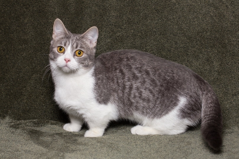 How Long Do Munchkin Cats Live? Average Lifespan, Data & Care