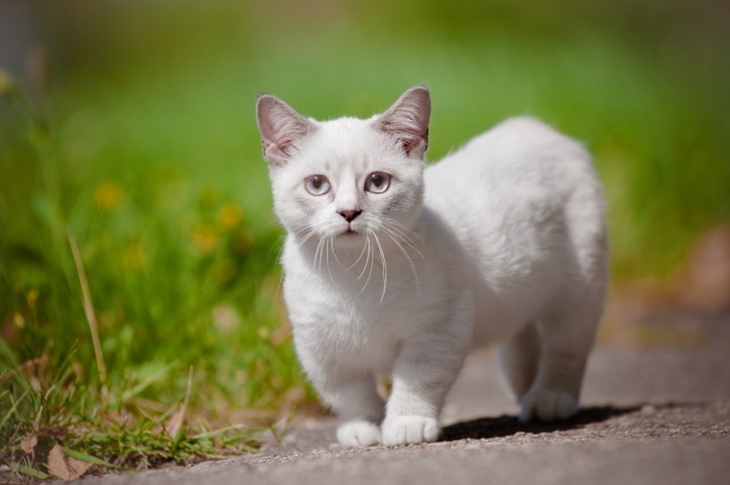 How Much Does a Teacup Cat Cost? 2026 Price Guide