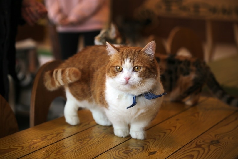 26 Medium Haired Cat Breeds: Info, Pictures & Traits