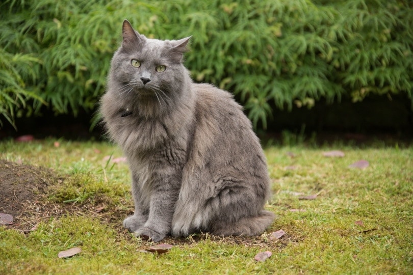 How Much Does a Nebelung Cat Cost? (2026 Price Guide)