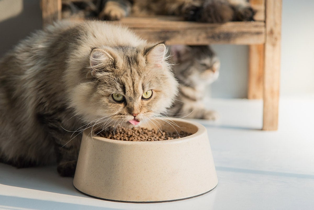 How Much Should I Feed My Cat? Vet Approved Feeding Chart