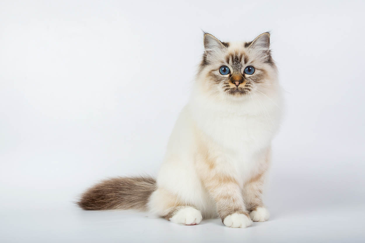 How Much Does a Birman Cat Cost? 2026 Price Guide