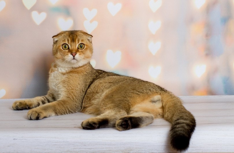 11 British Cat Breeds (With Info & Pictures)