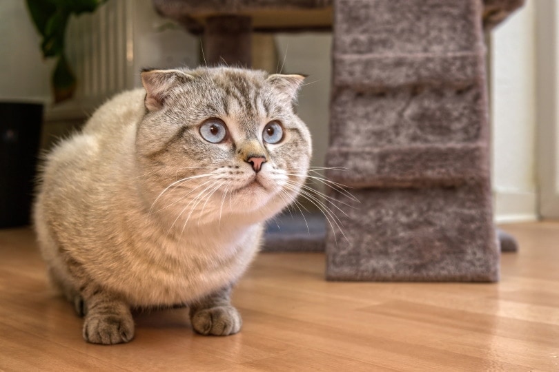 How to Tell How Old a Cat Is - 4 Vet-Approved Steps
