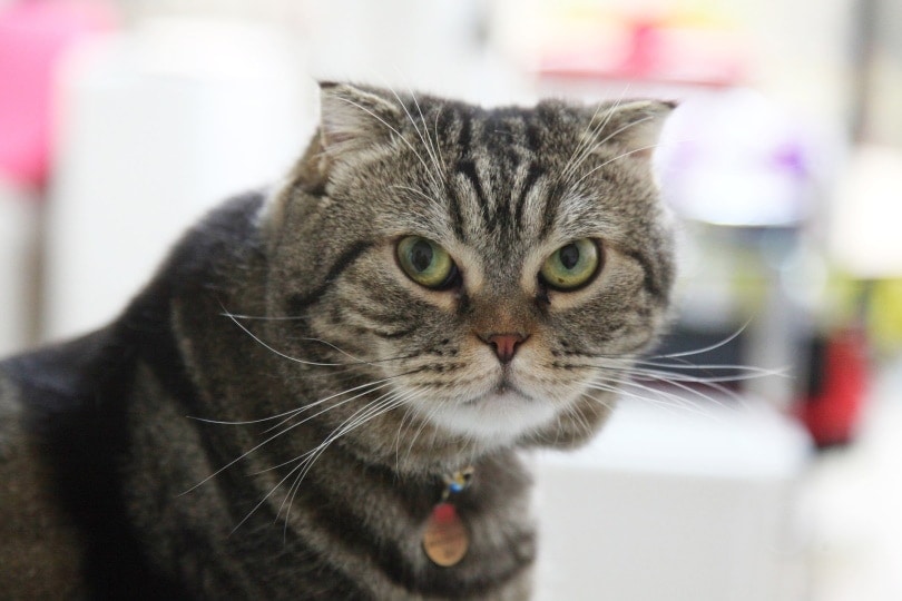 12 Round Face Cat Breeds (With Info & Pictures)